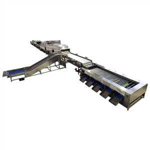 Máy phân loại kích thước hành tây