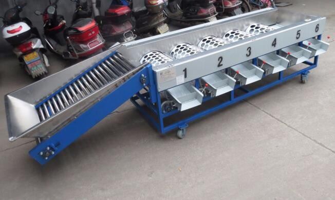 Peach Grading Machine