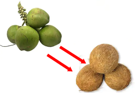 Old Coconut Husking Machine 2 Old Coconut Husking Machine 2